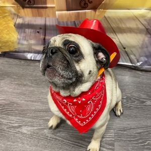 Meet your Posher, Jason